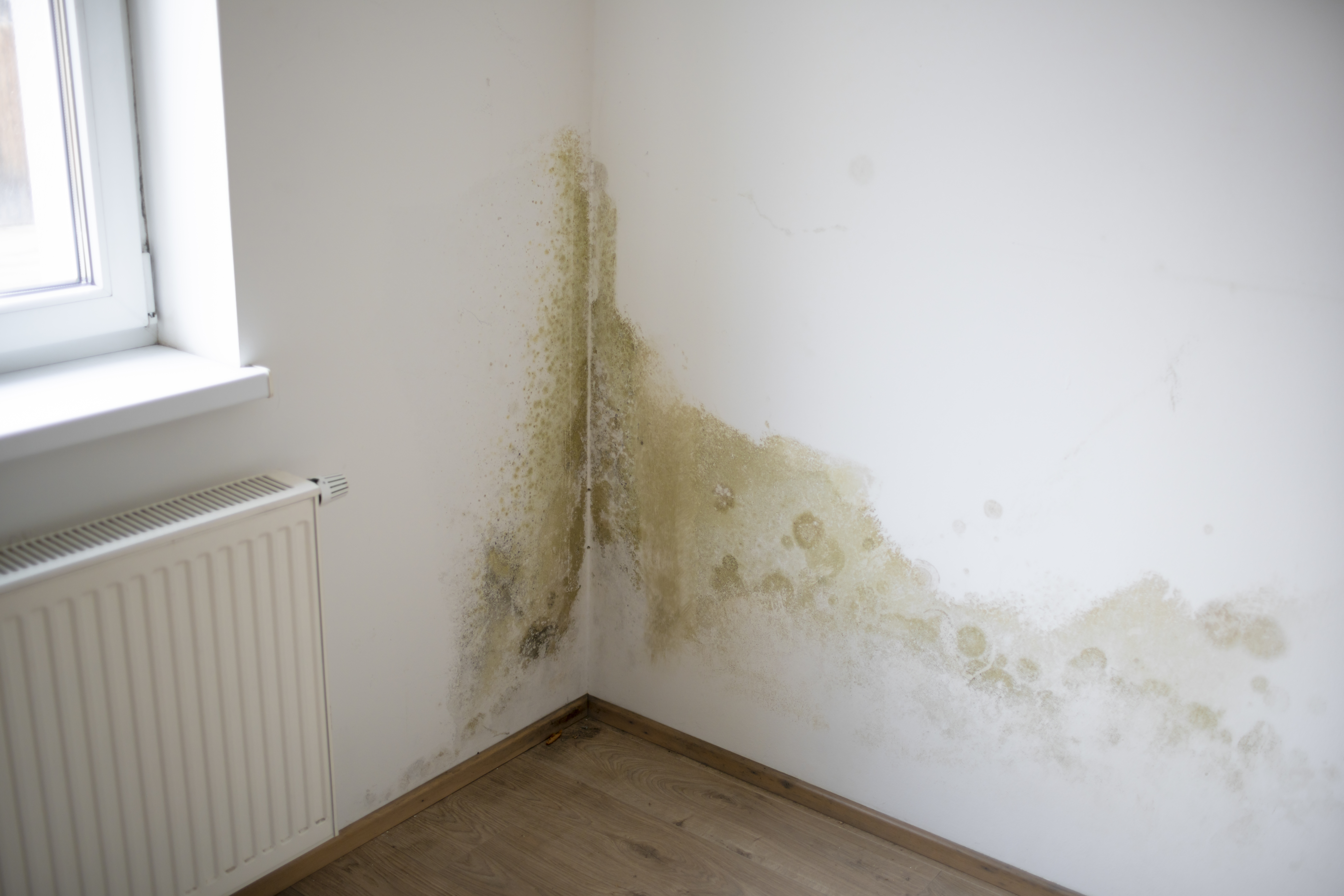 Read more about the article Maximizing Your Mold and Water Damage Settlements: How Global Adjusters Can Help